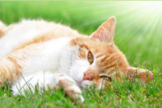 mobile Tierheilpraxis für Katzen, Haus- und Kleintiere